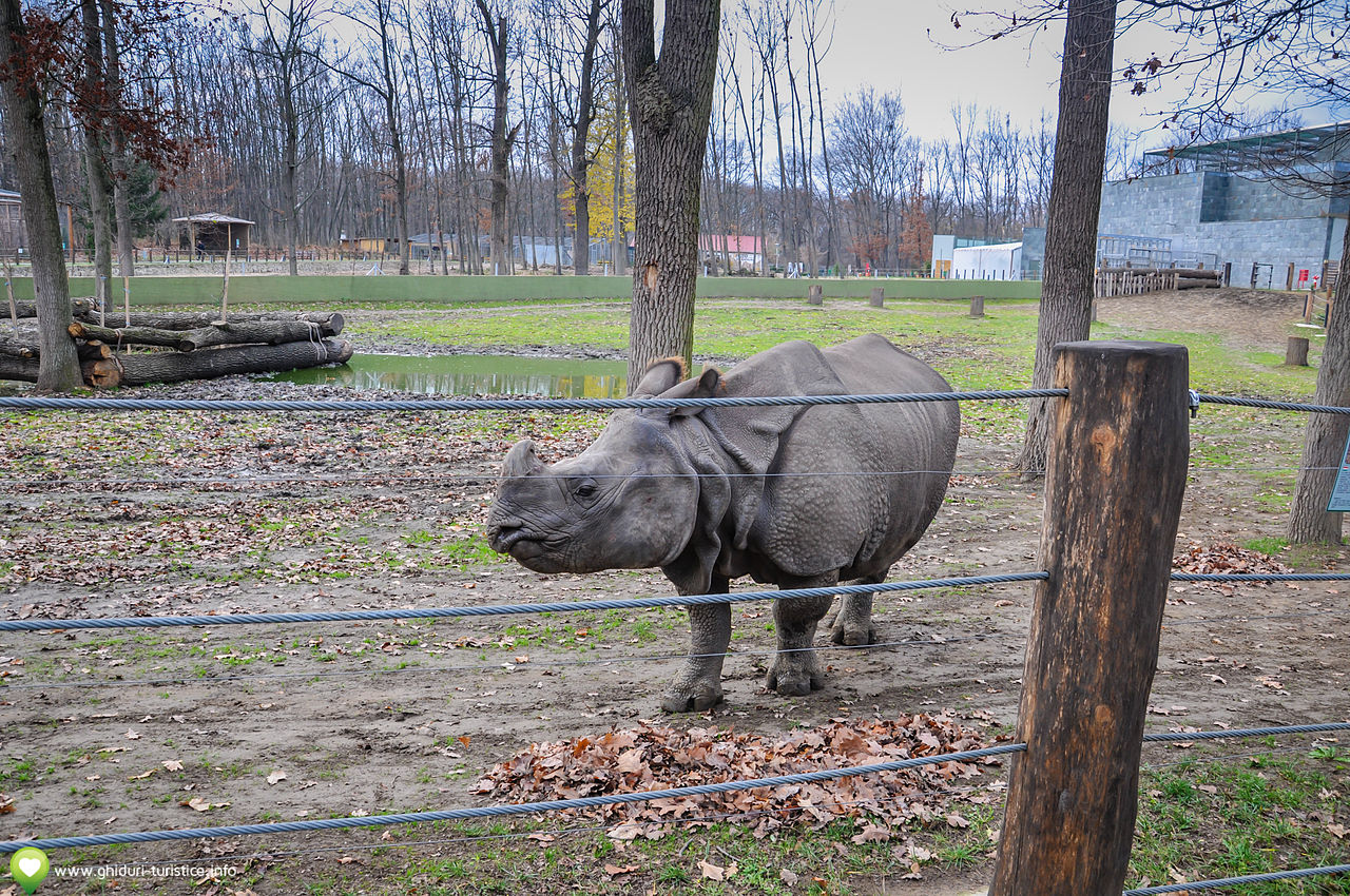 Visit Timisoara zoological garden