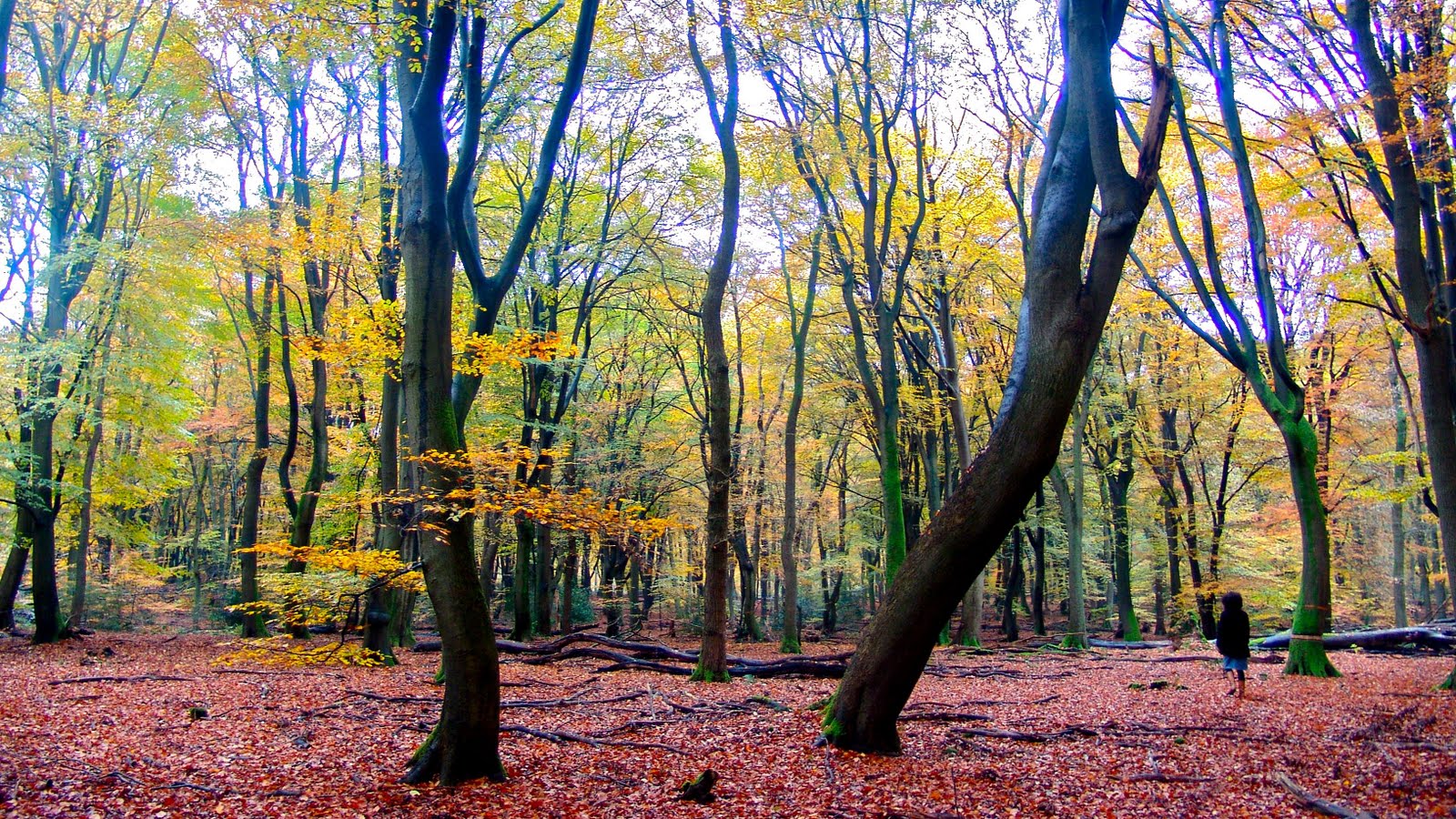 De Hoge Veluwe