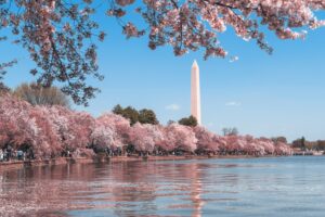 Cherry blossom in Washington DC